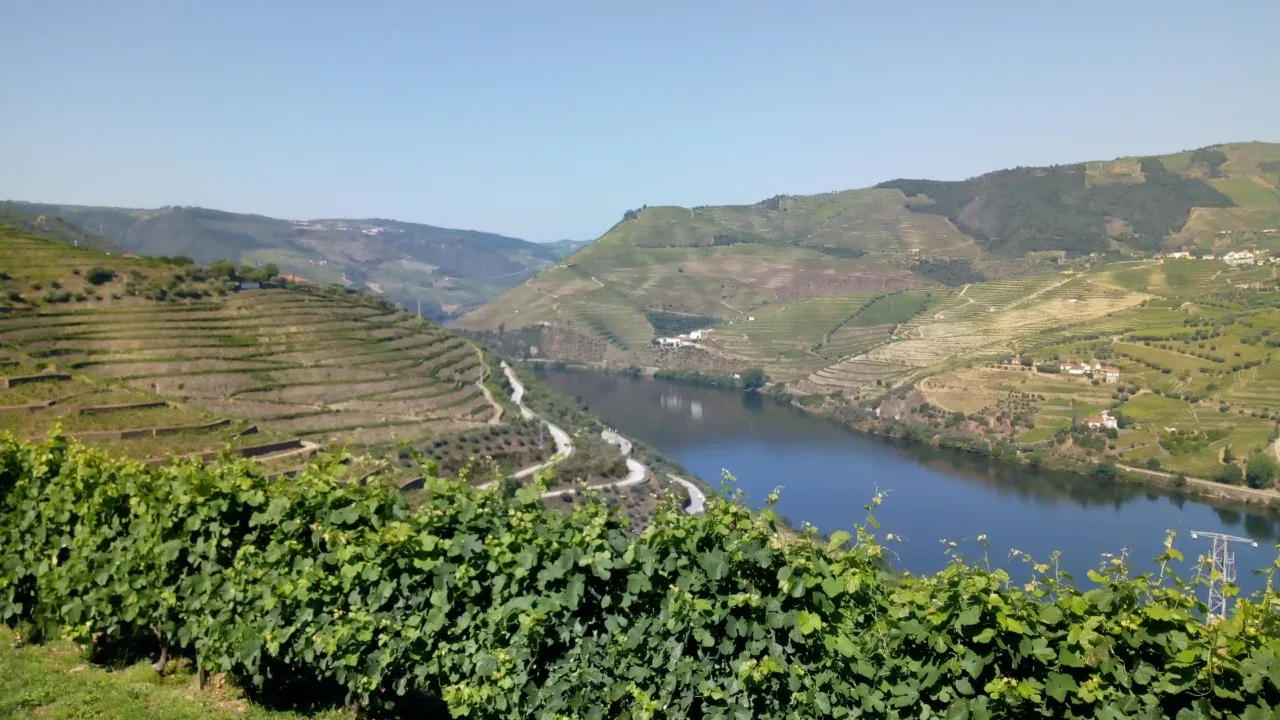 a river with a road and hills with rows of plants with Douro in the background
