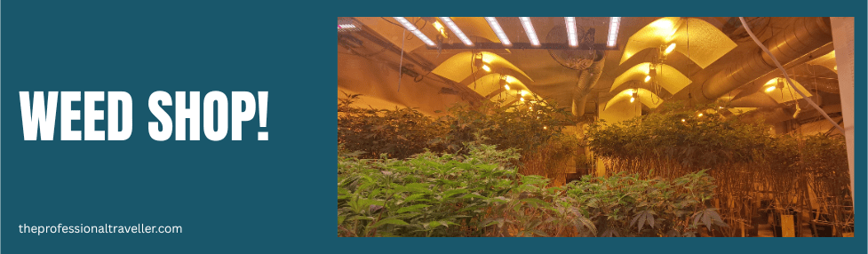 is vienna safe image showing cannabis plants through shop window