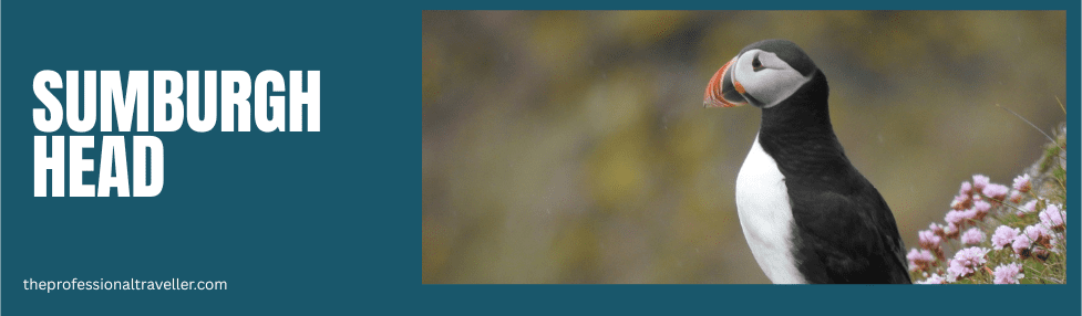 shetland recommended local contacts image showing puffing looking out from sea pinks